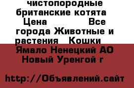 чистопородные британские котята › Цена ­ 10 000 - Все города Животные и растения » Кошки   . Ямало-Ненецкий АО,Новый Уренгой г.